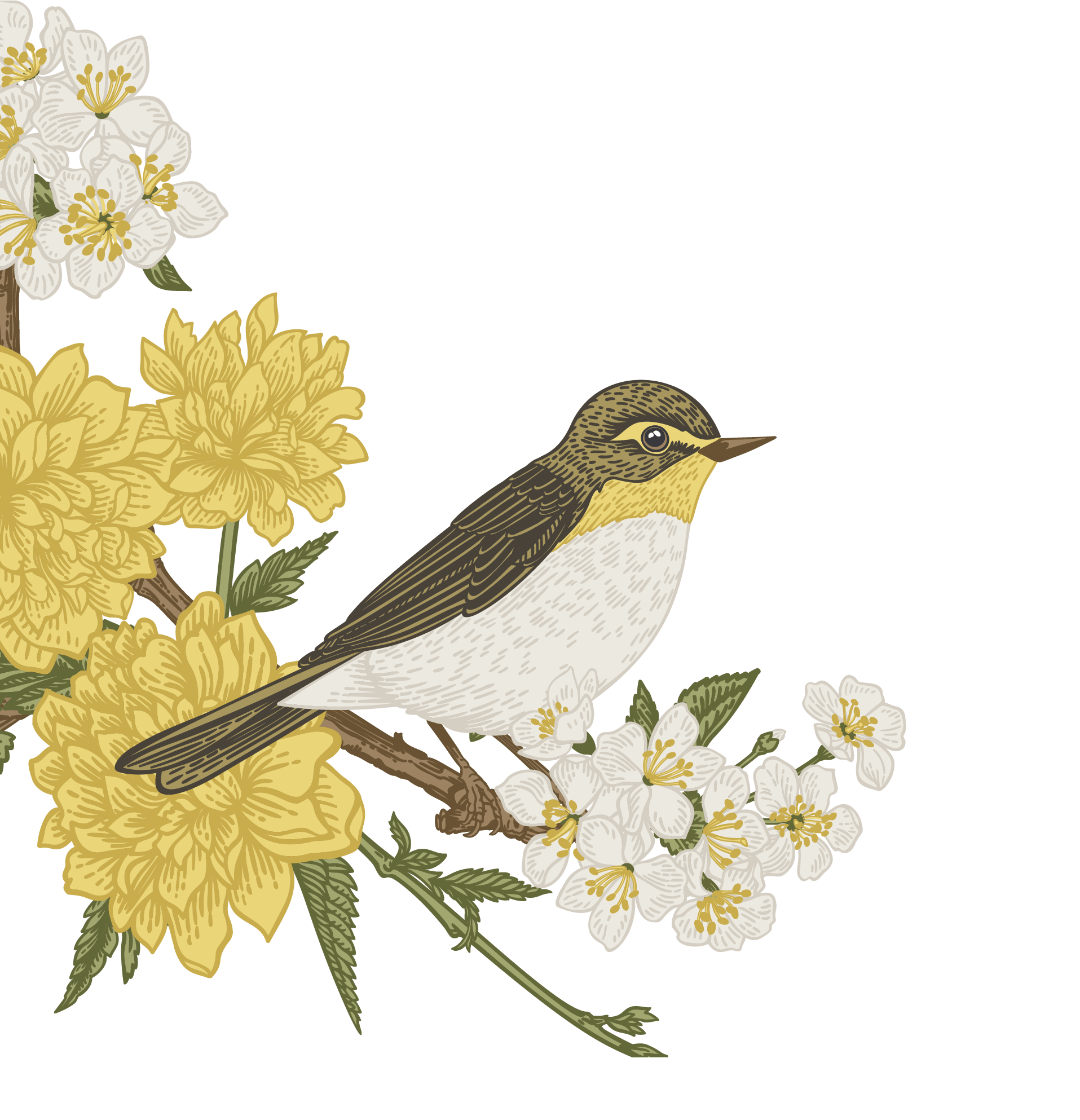 bird image